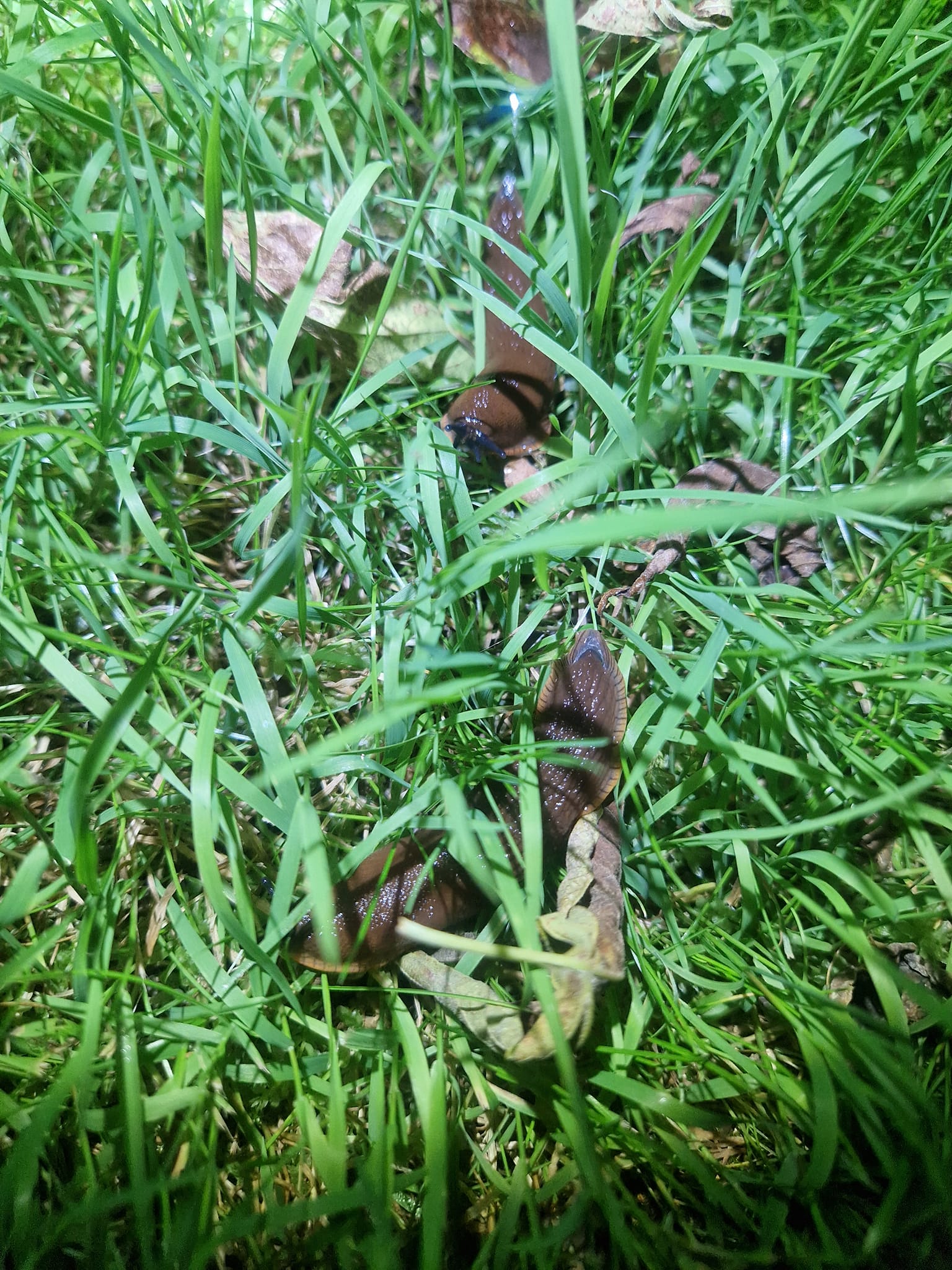 Spānijas kailgliemezis