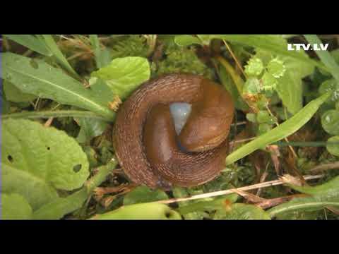 Embedded thumbnail for Kailgliemeži uzbrūk!