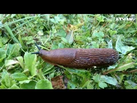 Embedded thumbnail for Spānijas kailgliemeži uzbrūk!